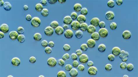 chlorella sp