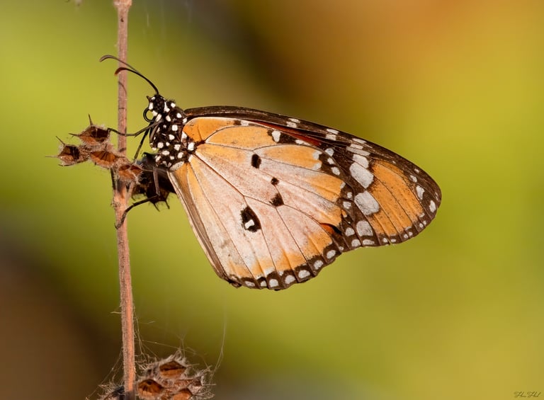 Foto van een vlinder op een bloem