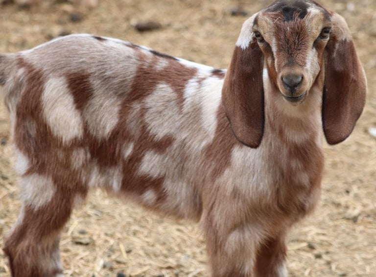 Nubian Goats for sale 