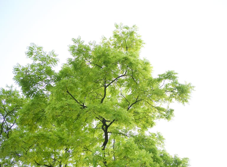 Tree with green leaves, symbolizing corporate well-being and growth