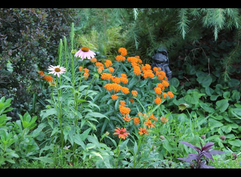 Native Asclepias tuberrosa in the Rain Garden