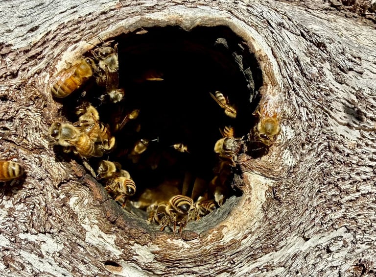 Bee Treatment in Menifee, Murrieta, and Temecula by Footprint Pest Management