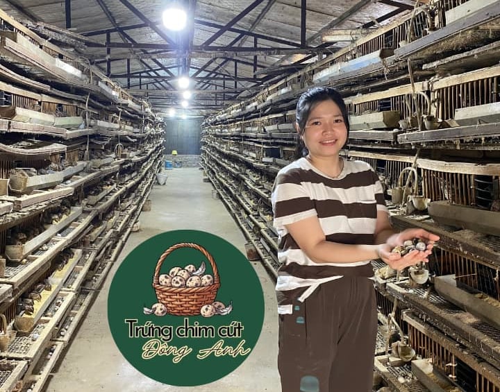 trứng chim cút giá sỉ, giao hàng Hà Nội, Bắc Ninh, Hưng Yên, Vĩnh Phúc, Phú Thọ, Thái Nguyên