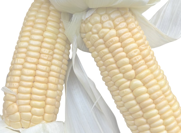 GOLDEN BANTAM HEIRLOOM SWEETCORN | Dating from 1902