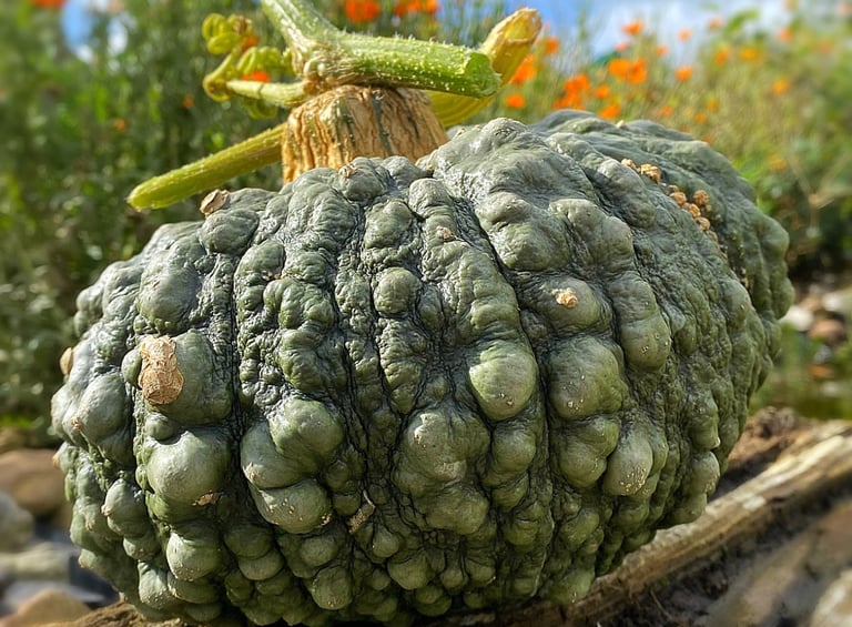 Marina Di Chioggia Italian Heirloom Squash