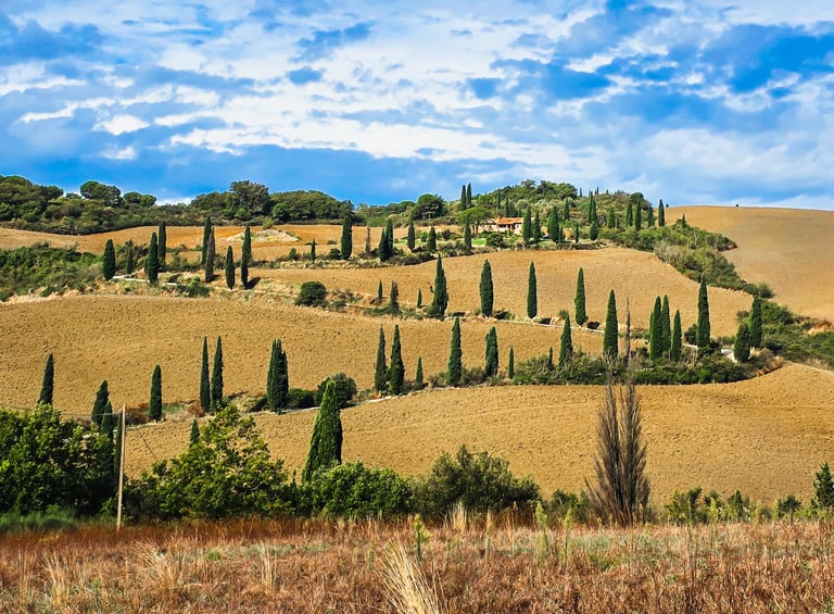 a hill with a few trees and a few bushes