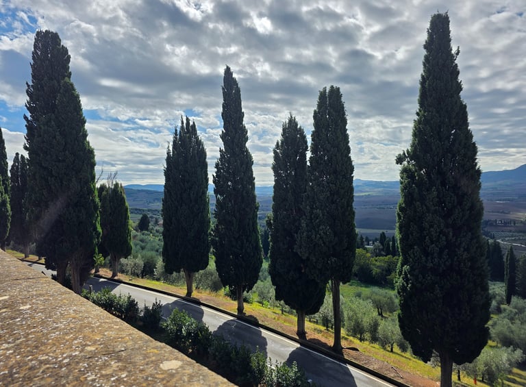 a row of trees with a sky background