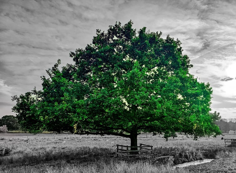 a green tree in a field with a bench and a bench