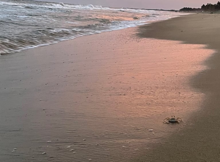 a crab is standing on the beach at sunset