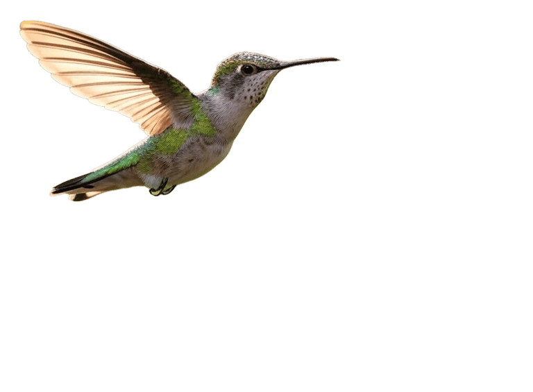 Colibri gite chez claudia