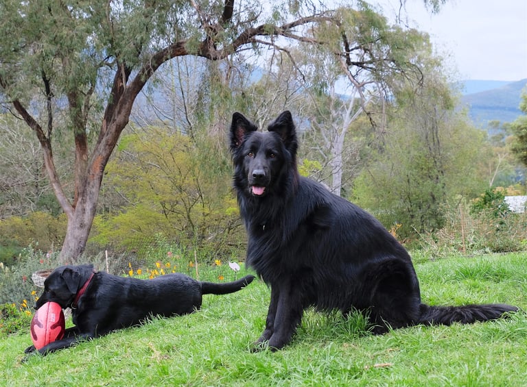 a black dog are sitting on the grass
