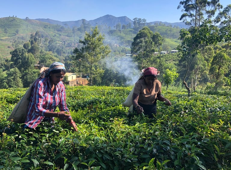 two women in a tea plantationed field with mountains in the background