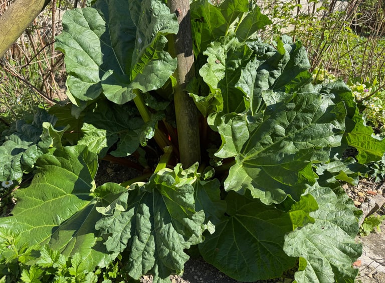 rhubarbe du jardin