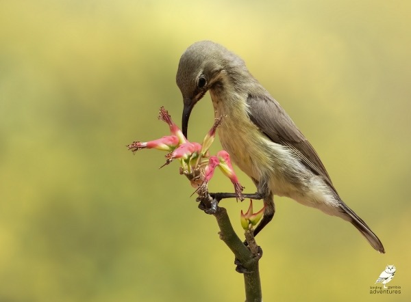 Female Beautiful Sunbird feeding on flowers in The Gambia