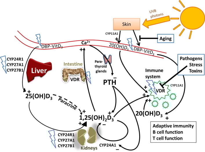 Circuito de la vitamina D en el cuerpo, desde la exposición solar a las transformaciones enzimáticas