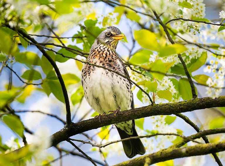 Wacholderdrossel blickt elegant aus einem frühlingshaften Blütenbusch.