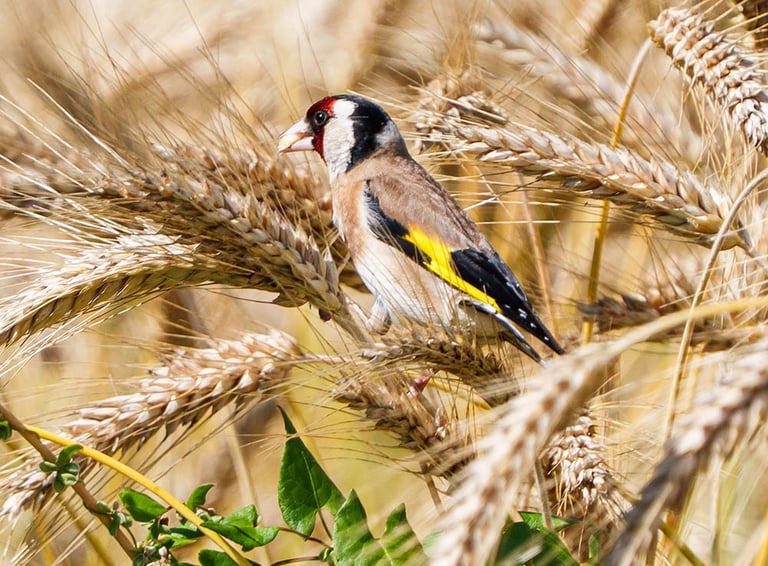 Stieglitz sitzt in einem Getreidefeld.