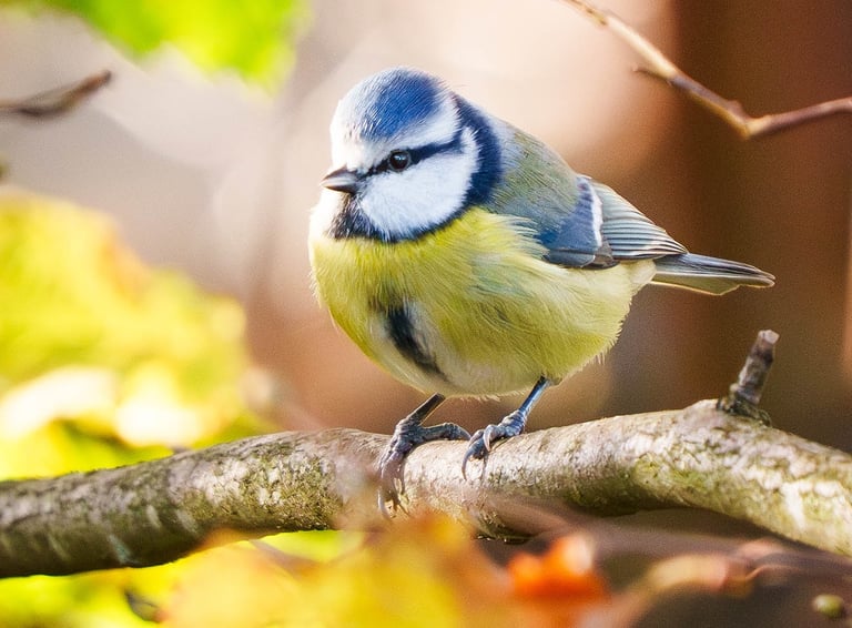 Blaumeise sitzt auf einem Ast, im Hintergrund herbstliche Farben.