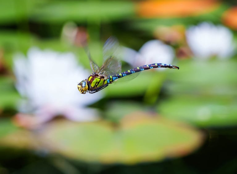 Mosaikjungfer fliegt über dem Wasser, im Hintergrund eine Seerose
