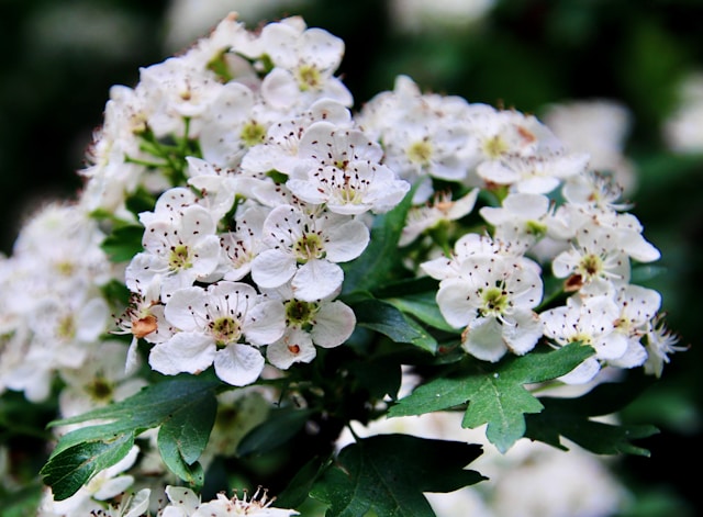 an Indian Hawthorn bush with white flowers