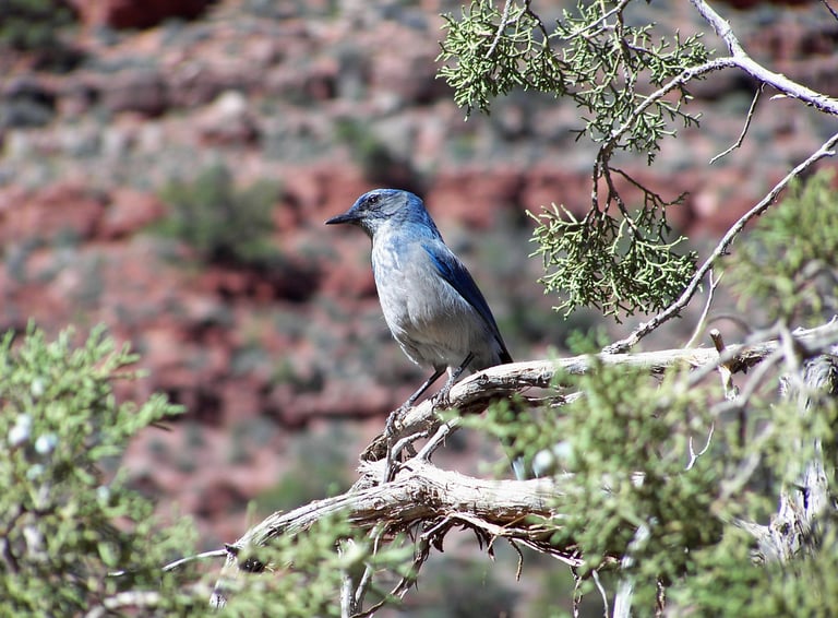 Canyon Blue