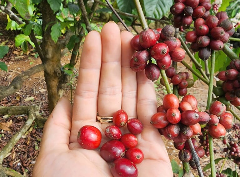 Giống cà phê Sẻ nguyên thủy trồng theo phương pháp Organic