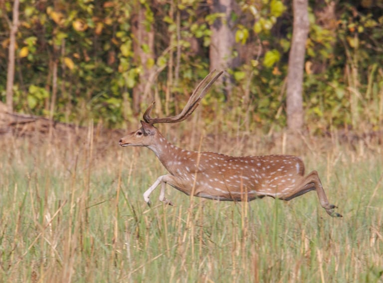galloping deer in Bardia National Park