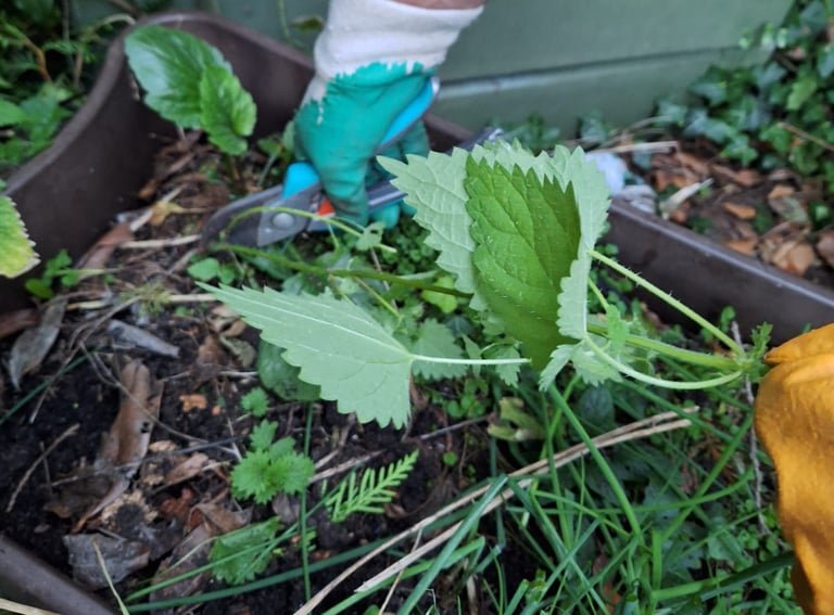 an expert removing a Nettle in our garden