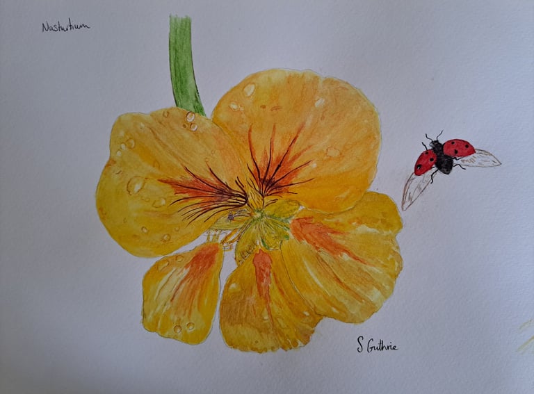 Nasturtium with water droplets and ladybird in watercolour