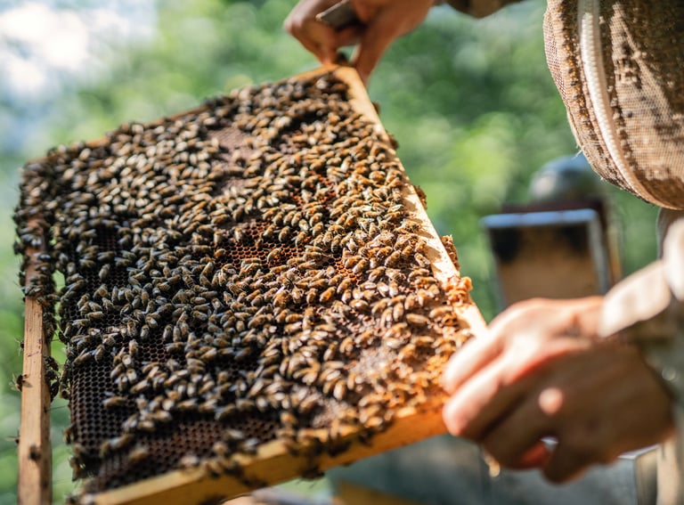 comb of honey bees being inspected from a hive