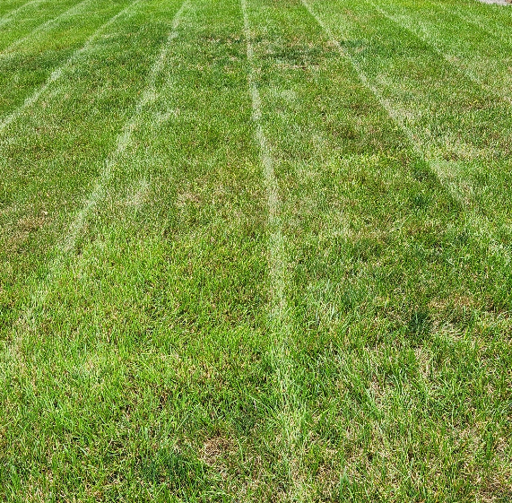freshly cut grass and lawn lines