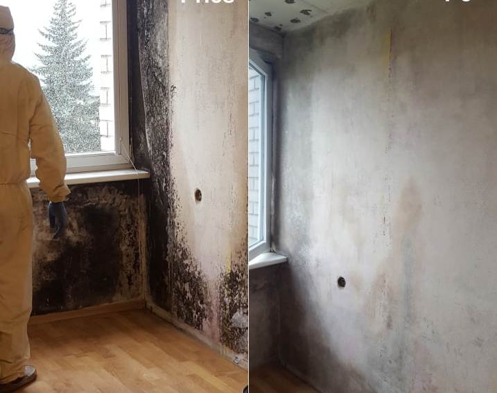 pelėsio naikinimas bute iš sienų langų lubų grindų