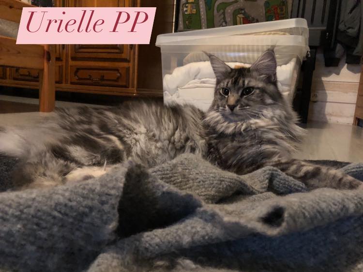 a cat maine coon laying on a blanket with a sign that says,'untietie