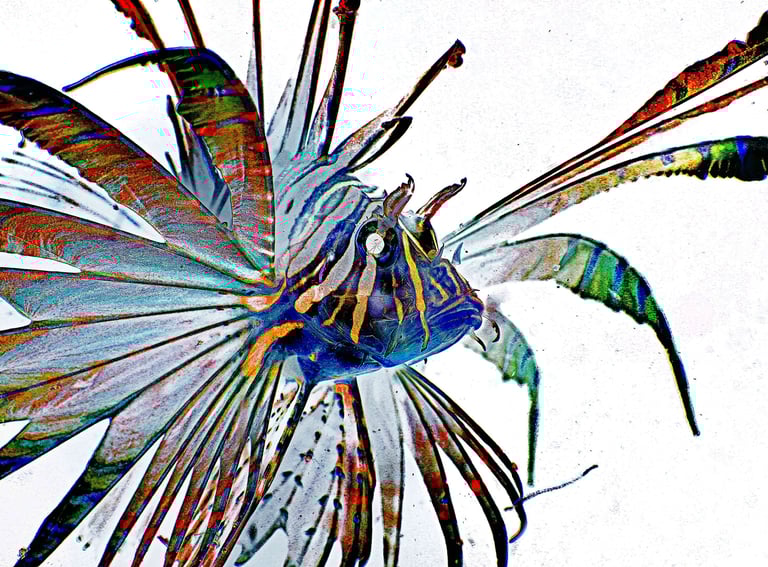 a fish fish in a colorfully colored fish