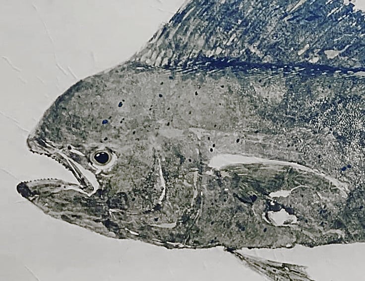 Mahi mahi fish