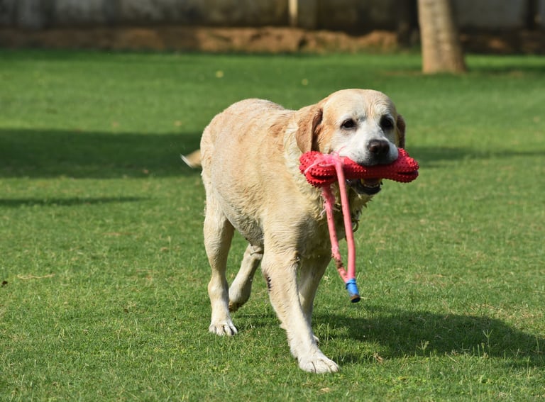 Dog Boarding, Dog Boarding near me, Pet Boarding, Pet Boarding near me, Dog Care, Happy Pettings