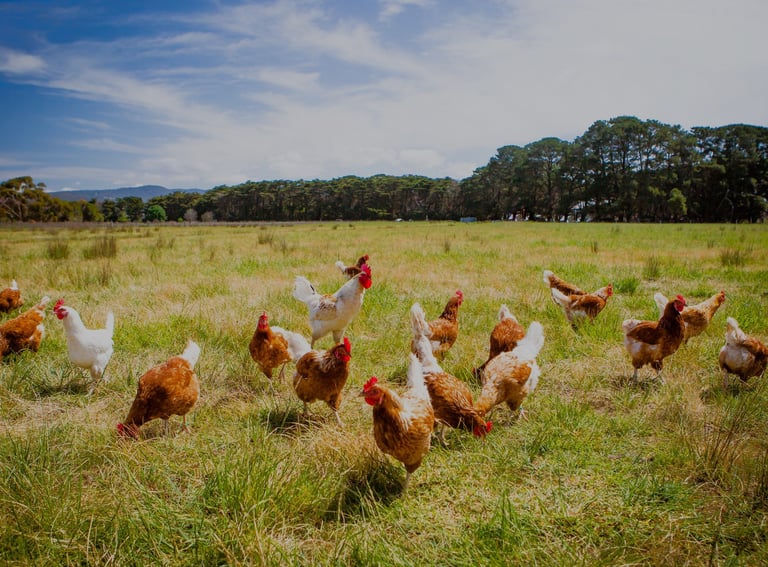 photo volaille en plein air