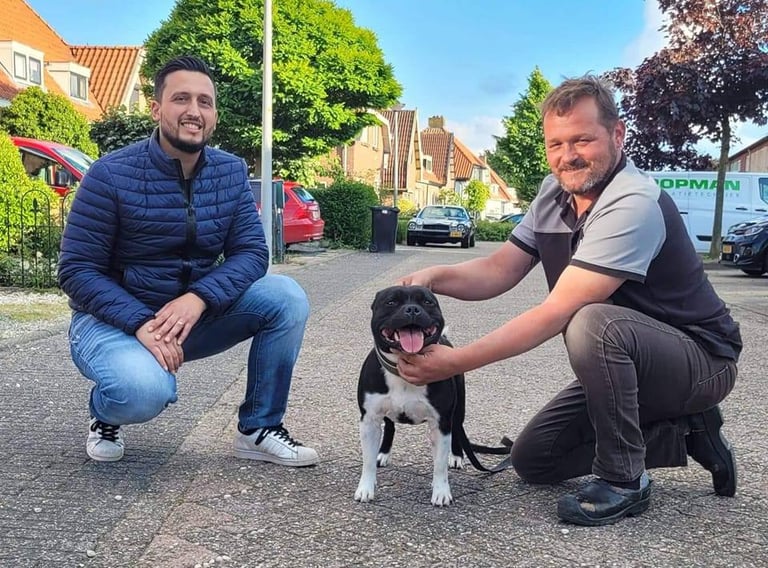 staffordshire bull terrier grecalestaffs staffy Olanda