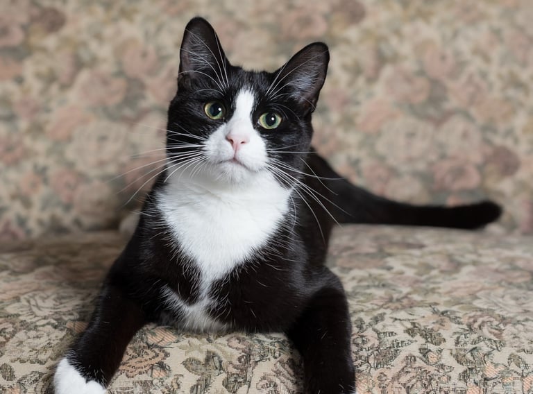 Black and white cat with a pink nose