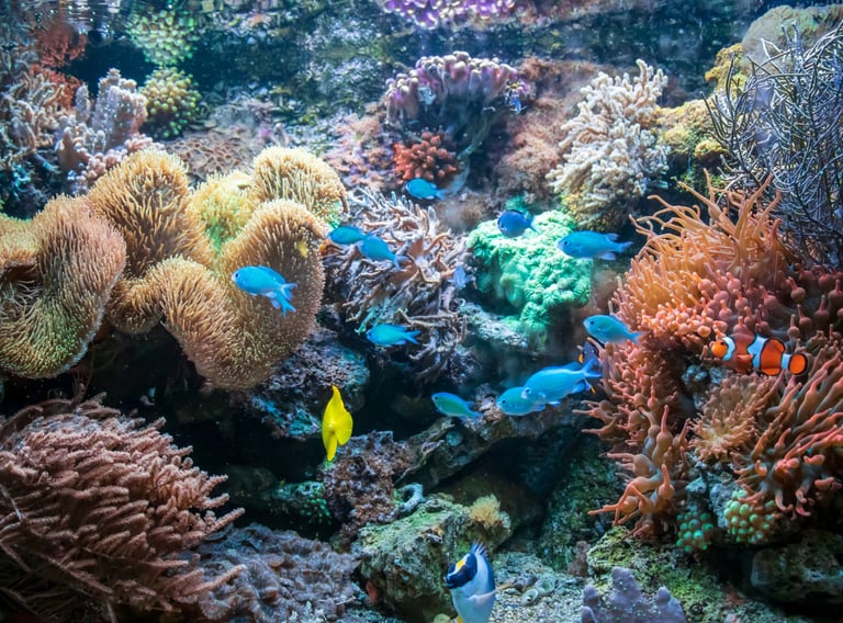 many different types of fish and corals