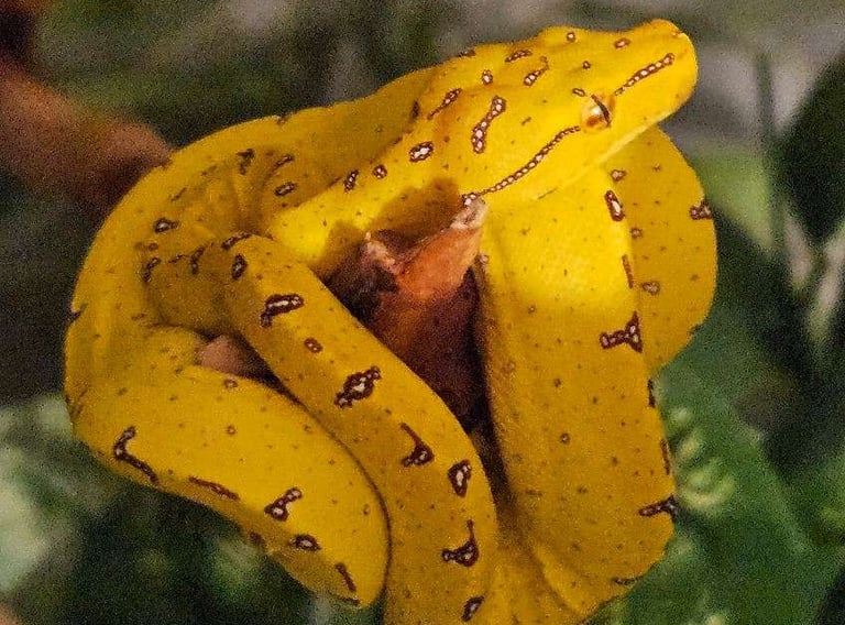 Green Tree Python 