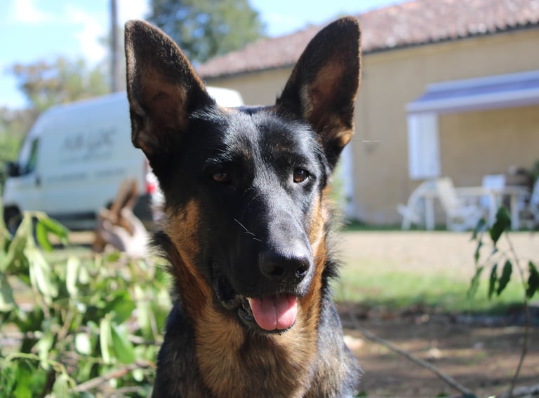 Ferme de Belon : Beauceron chien CBD