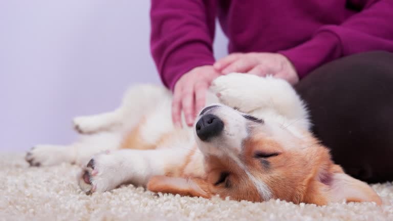dog with a sensitive stomach