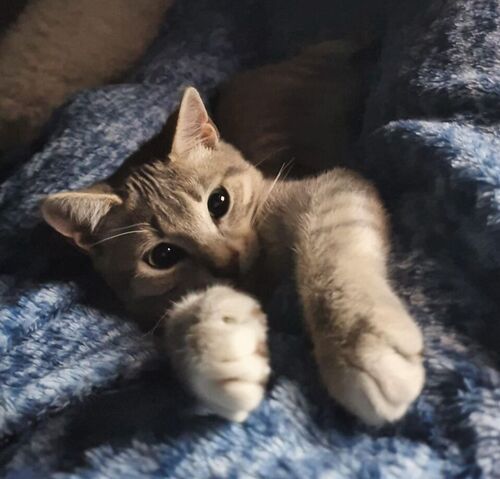Un lindo gatito atigrado gris estirando sus patas mientras está acostado sobre una suave manta azul 