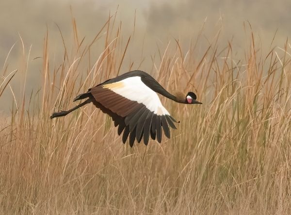 Kroonkraanvogel in vlucht boven wetlands in Gambia
