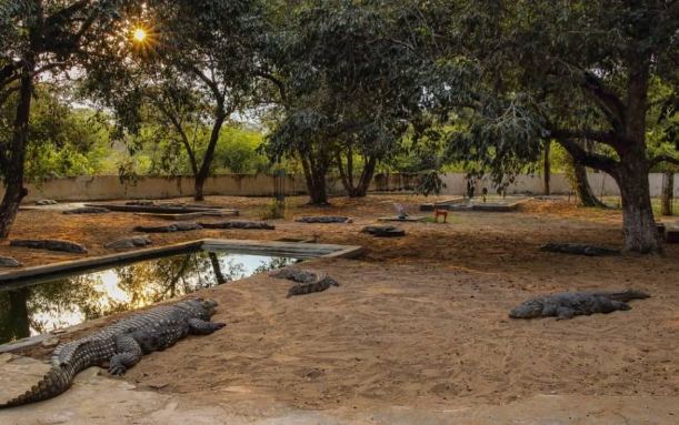 Amaravathi Dam and Crocodile Farm
