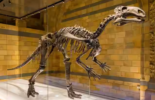 Ariyalur Fossil Museum