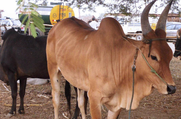 Kangeyam Bull Market