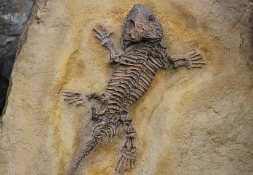 Kilinjal Fossil Site