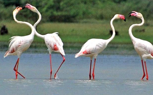 Kodikkarai (Point Calimere) Wildlife Sanctuary